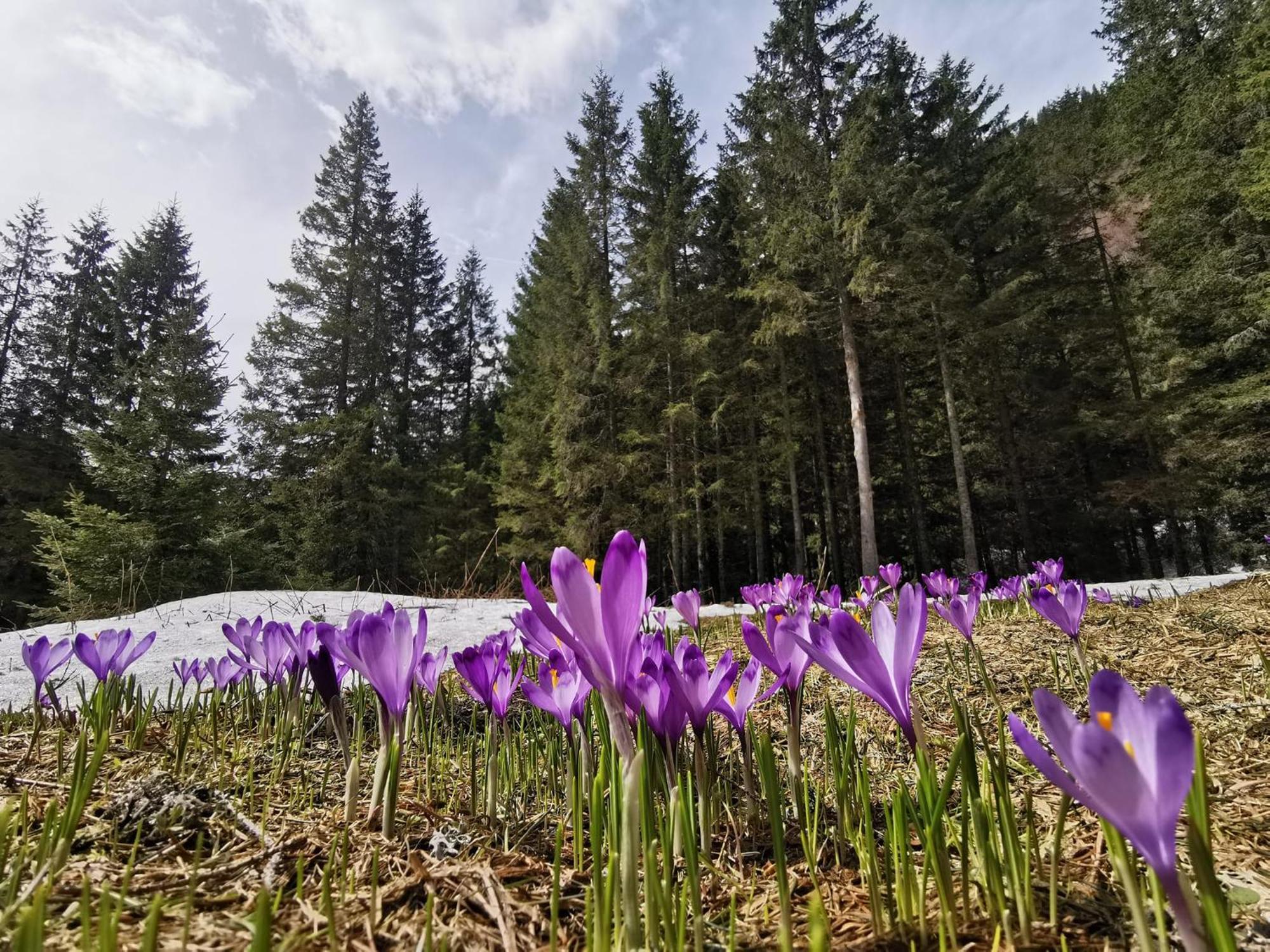 Cabana Conacul Ursului Cumpăna Kültér fotó